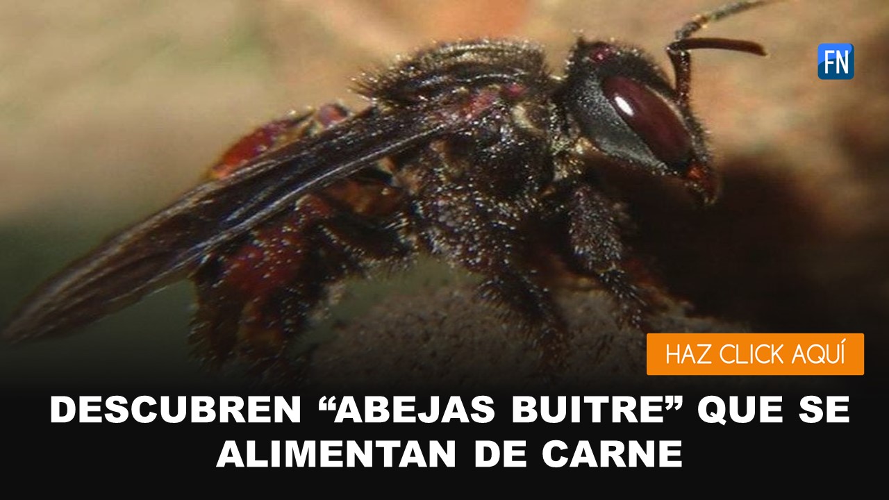 abejas buitres