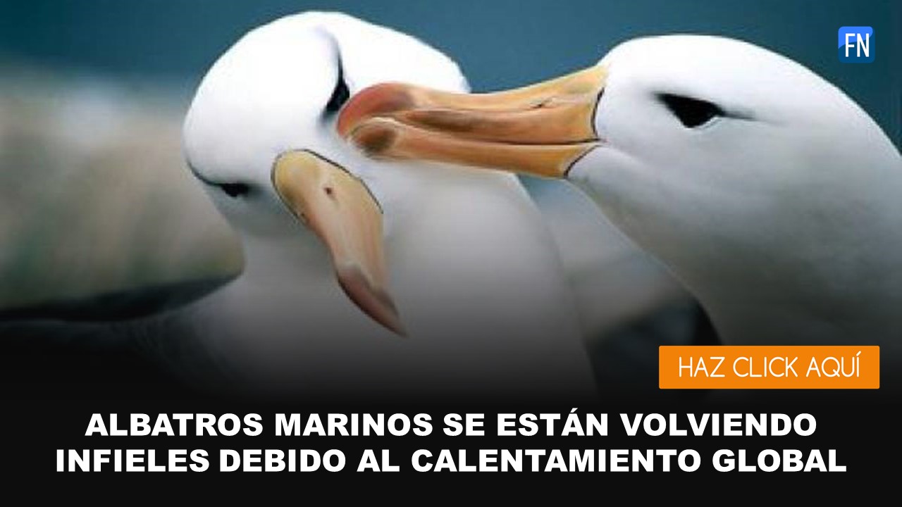 albatros se estan volviendo infieles
