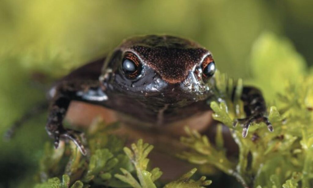 Descubren una nueva especie de rana diminuta Ecuador