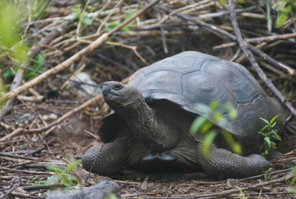 Descubren nueva especie de tortuga en Galápagos