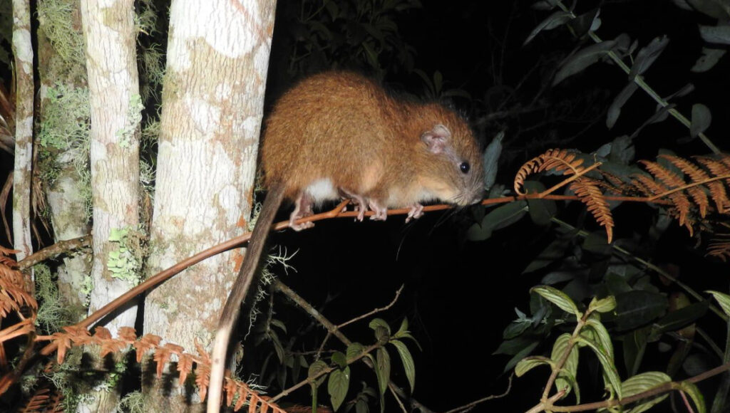 Describen nueva especie de roedor en Ecuador